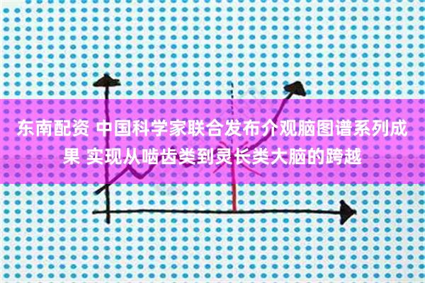 东南配资 中国科学家联合发布介观脑图谱系列成果 实现从啮齿类到灵长类大脑的跨越
